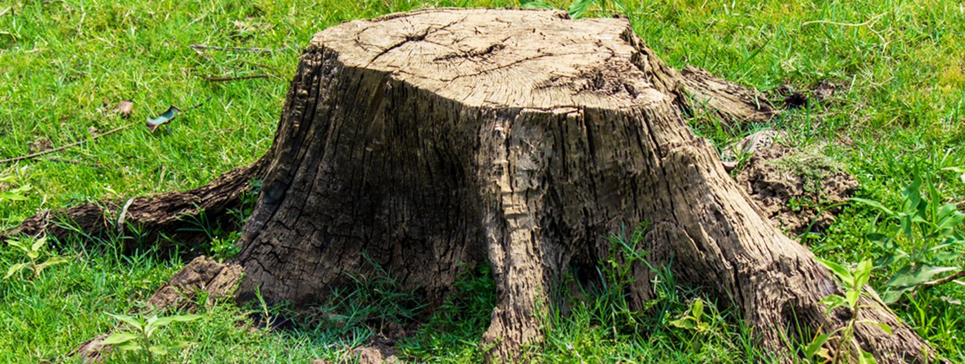 stump removal services