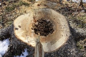 winter prep remove stump before you get termites