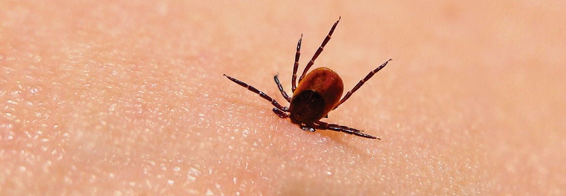 Lyme disease has proven to be one of the most difficult diseases for people to overcome it. Photo credit: Macleans