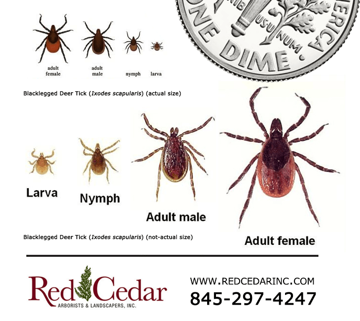 tick-identification-card