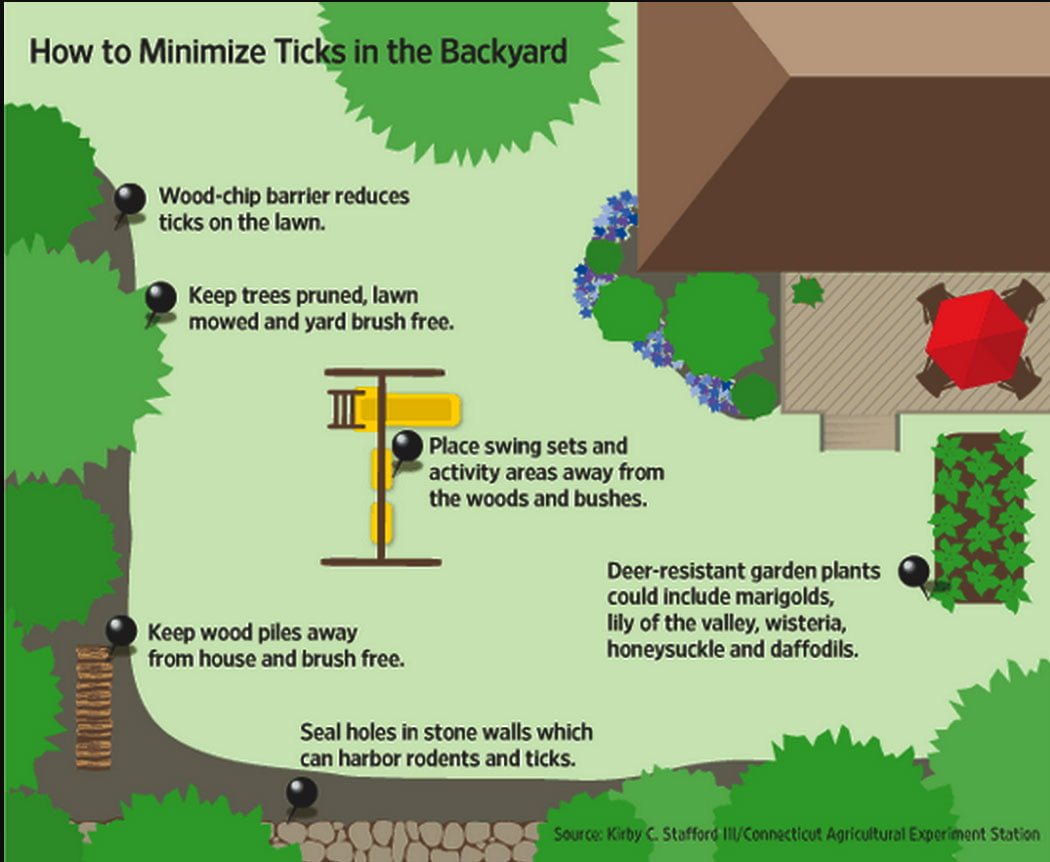 How to minimize ticks in the backyard