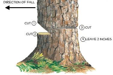 Important Steps To The Tree Felling Process