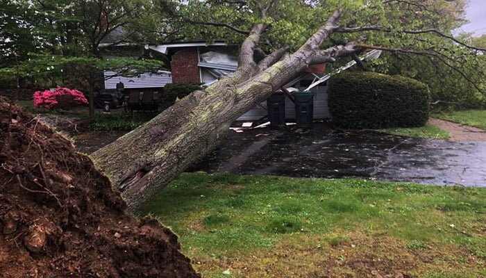 tree damage to home