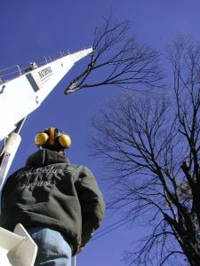professional tree service crane service