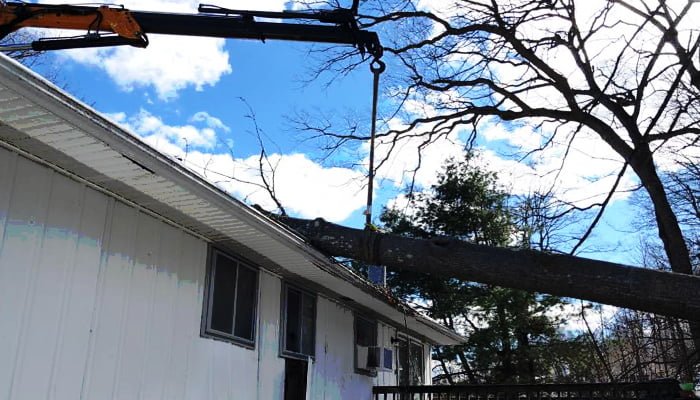 tree removal from home