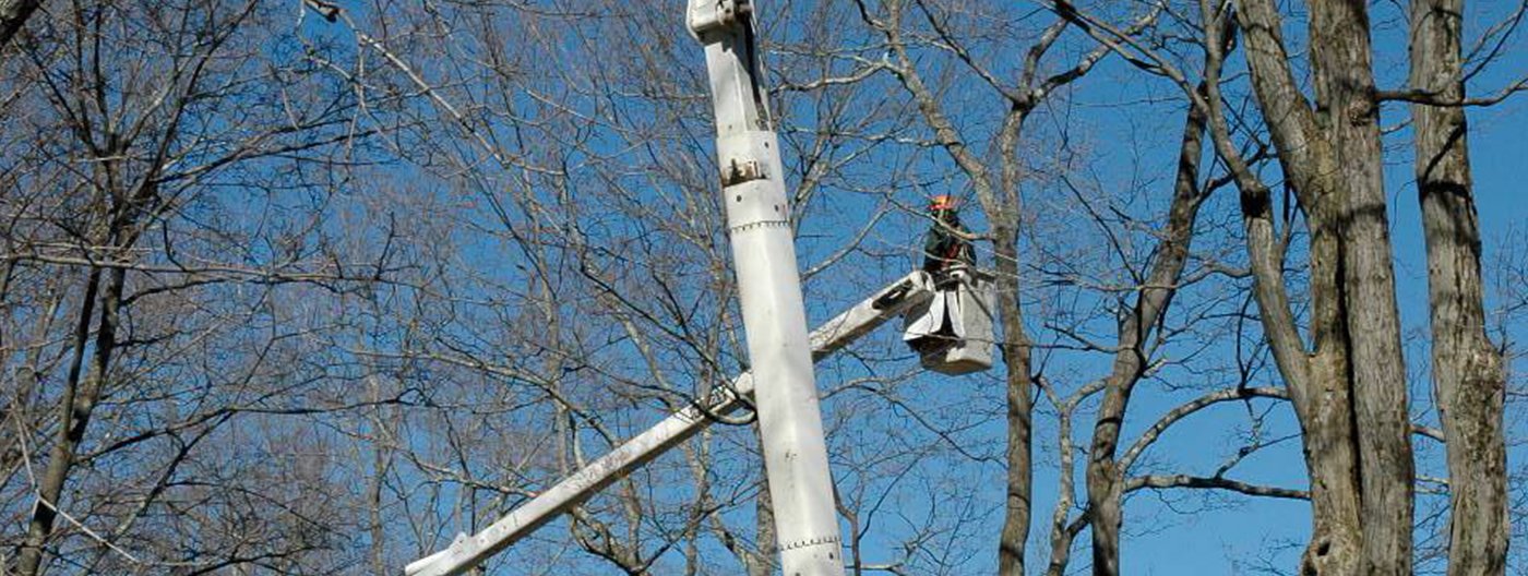 tree services near me