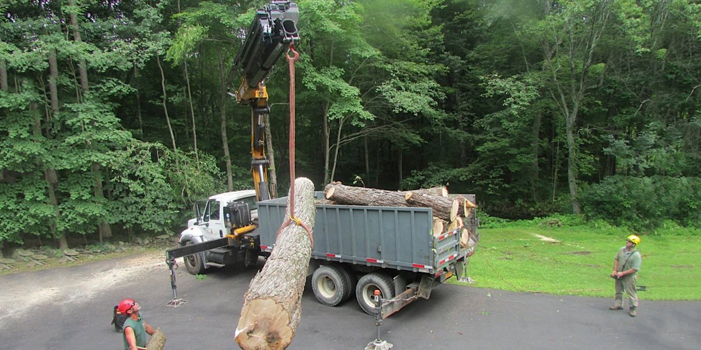 tree services for tree removal