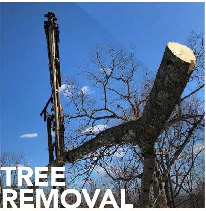 Tree Removal