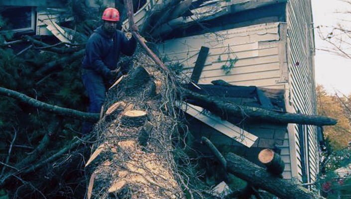 Tree Service