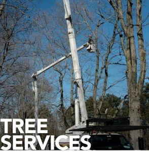 Tree Services