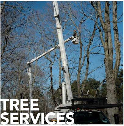 Tree Services