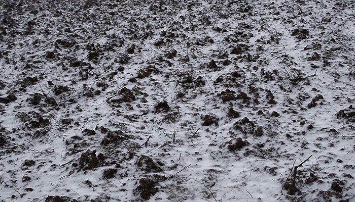 winter trees