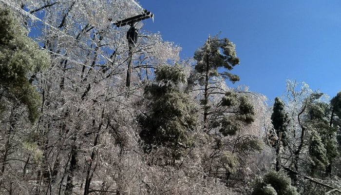 frozen trees in winter