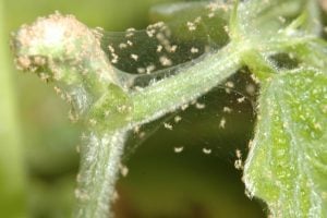 insect identification spider mites