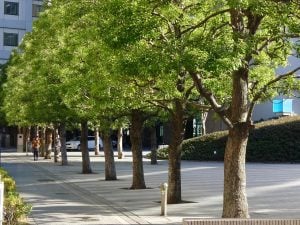 fertilization for urban trees