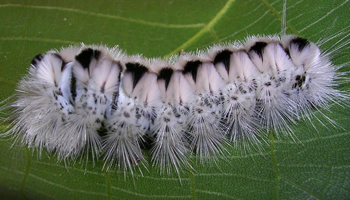 white caterpillar feature