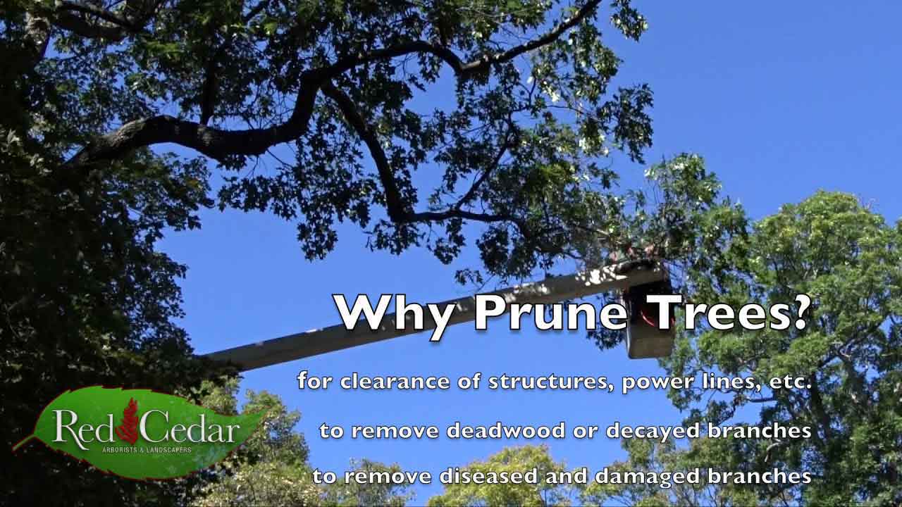 Video | Why Prune Trees?
