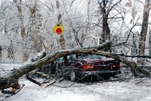 winter tree protection from storm damage