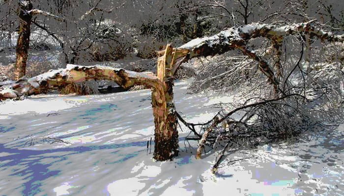 tree winter prep