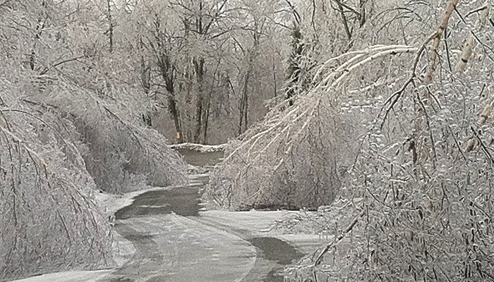 winter tree problems