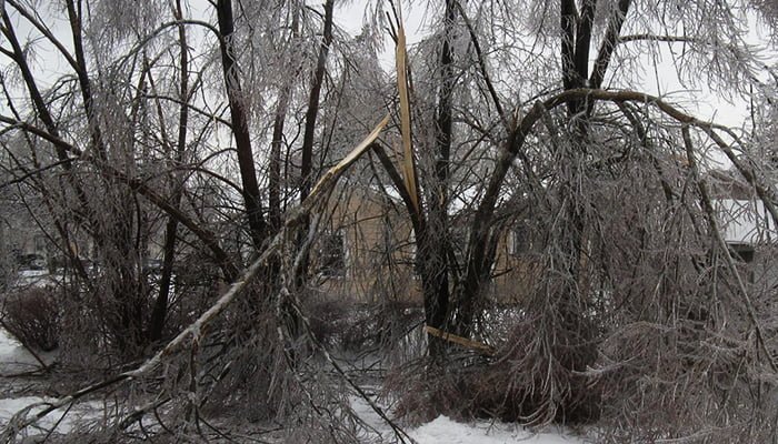 winter tree protection from storm damage